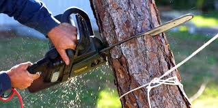 Best Fruit Tree Pruning  in Lancaster, KY