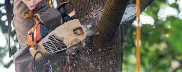 Best Leaf Removal  in Lancaster, KY