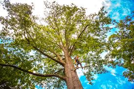 Lawn Pest Prevention in Lancaster, KY