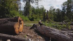 Best Storm Damage Tree Cleanup  in Lancaster, KY