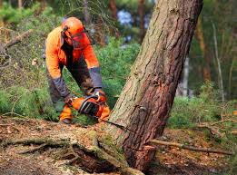 Best Stump Grinding and Removal  in Lancaster, KY