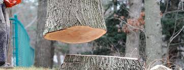 Best Tree Mulching  in Lancaster, KY