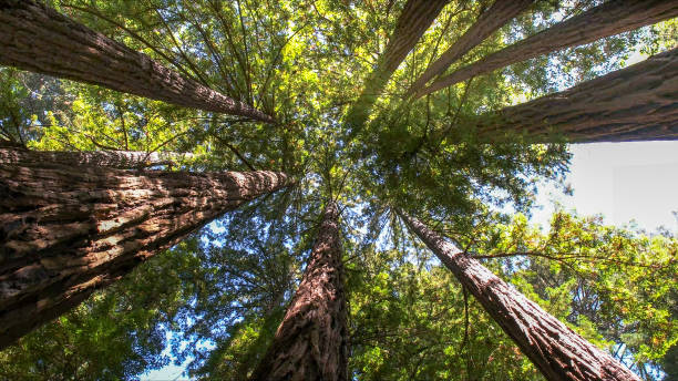 Best Tree and Shrub Care  in Lancaster, KY