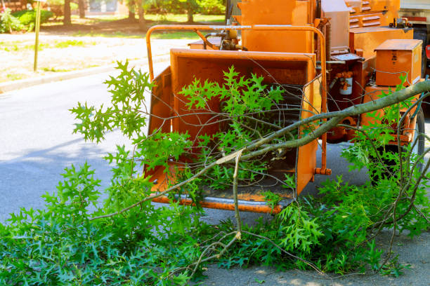 Best Root Management and Removal  in Lancaster, KY