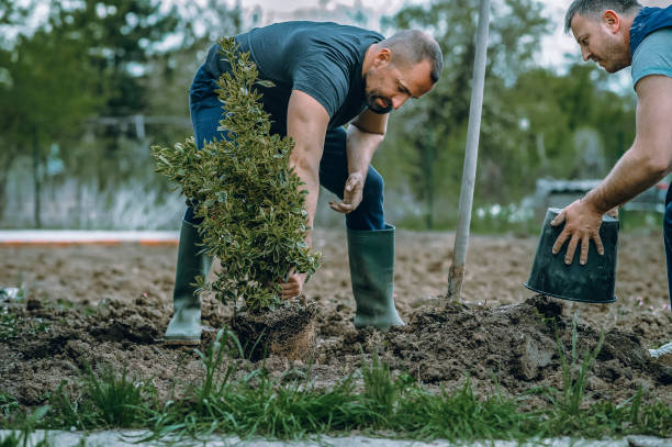 Professional Tree Services in Lancaster, KY