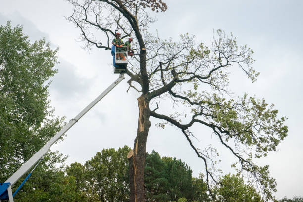 How Our Tree Care Process Works  in  Lancaster, KY