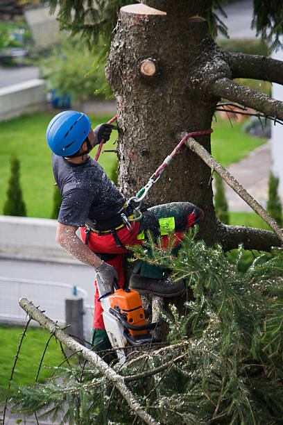 Best Firewood Processing and Delivery  in Lancaster, KY