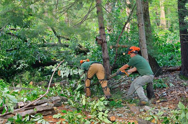 How Our Tree Care Process Works  in  Lancaster, KY