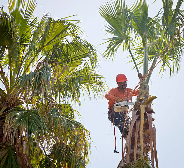 Best Tree Trimming and Pruning  in Lancaster, KY