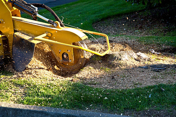 Best Lawn Irrigation Installation and Maintenance  in Lancaster, KY