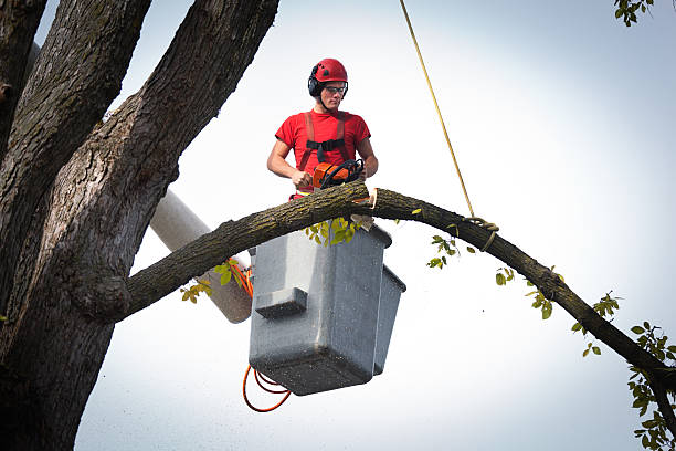 Best Tree Removal  in Lancaster, KY