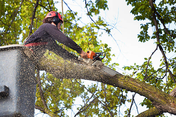 Best Tree Health Inspection  in Lancaster, KY