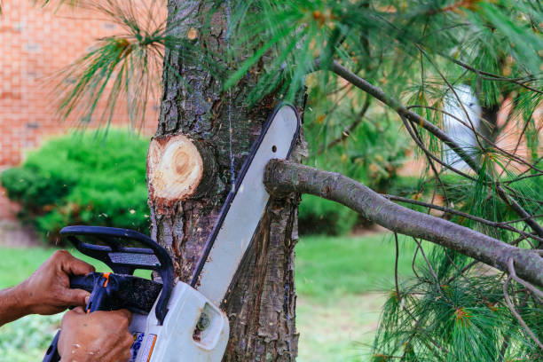Best Tree Health Inspection  in Lancaster, KY
