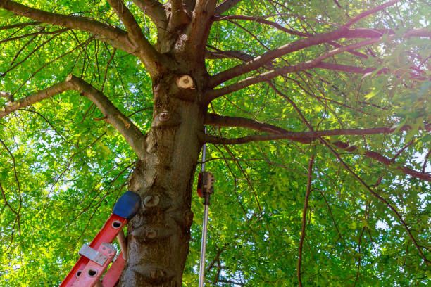 Best Tree Maintenance Programs  in Lancaster, KY